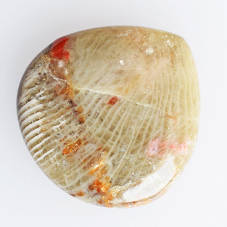 Affordable Price Natural Red Horn Coral Cabochon Crafts Pendant Stone 14030 Jewellery Making Size 23x22x3.5 MM Loose Gemstone Suppliers