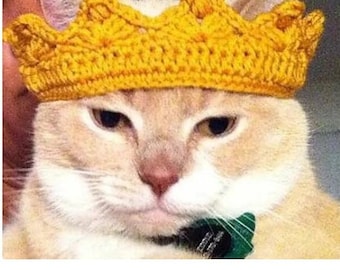 May include: A close-up of a cat wearing a yellow crocheted crown. The cat has a serious expression on its face.
