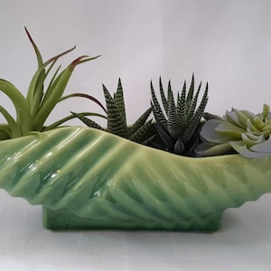 May include: A green ceramic planter shaped like a seashell with a variety of succulents planted inside.