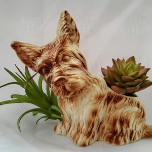 May include: A ceramic dog planter with brown and white fur, holding a small green succulent plant. The planter is shaped like a Scottish Terrier.