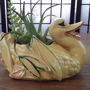 Peut inclure: Un pot de fleurs en céramique jaune en forme de canard avec des détails verts et rouges. Le pot est rempli de succulentes vertes.