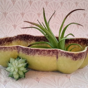 Peut inclure: Un pot en céramique jaune avec un bord violet et une plante verte feuillue à l'intérieur. Le pot a une forme ondulée et organique.