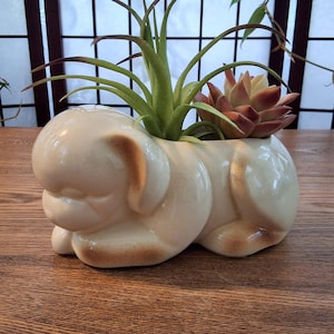 May include: A cream ceramic dog-shaped planter with brown markings, containing a green air plant and a reddish-brown succulent. The planter is a decorative item, perfect for small plants. The measurements are in centimeters.