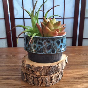 Peut inclure: Un pot en céramique avec un motif tacheté bleu et marron, contenant une plante succulente et une plante aérienne. Le pot repose sur une base en tranche de bois, créant une esthétique naturelle et rustique. La succulente a des feuilles orange et vertes.