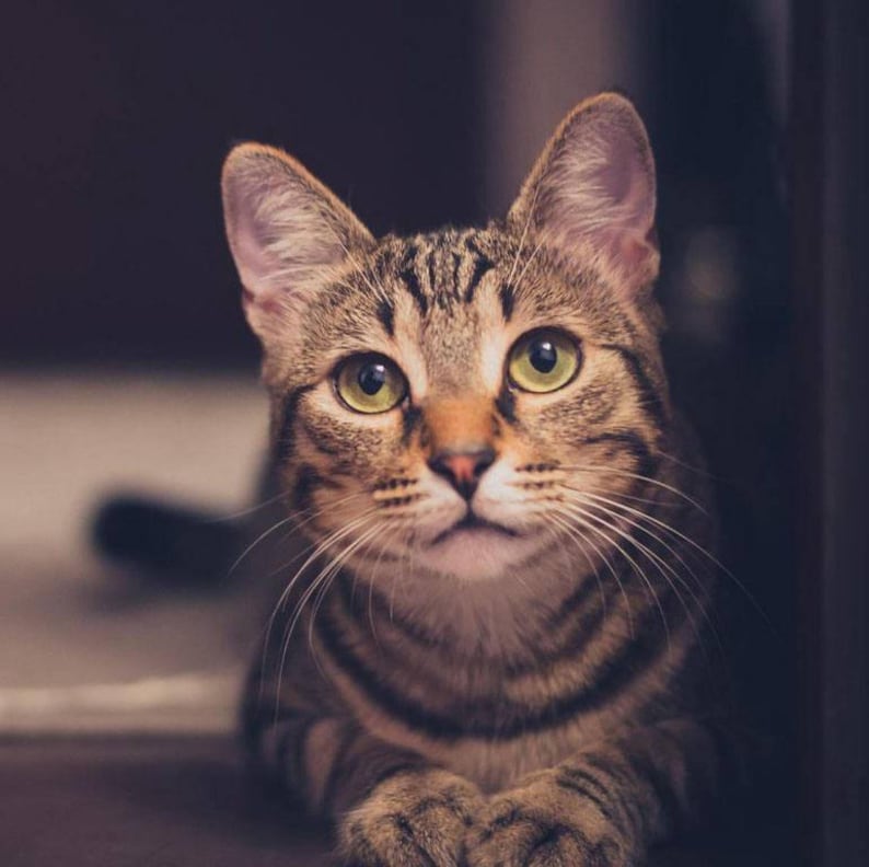 May include: A close-up of a tabby cat with green eyes looking directly at the camera. The cat is lying down with its paws crossed in front of it.