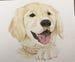 Dog Painting Custom, Pet Portrait, Pet Painting, Custom Dog Portrait, Dog Art Print, From Photograph, Pet Lover Gift, Memorial Pet Portrait 