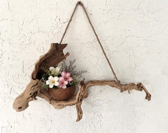 Unique! Large 24” natural driftwood wall art with coconut bowl, for flowers display, air plants, drift wood sculpture, Air plants display