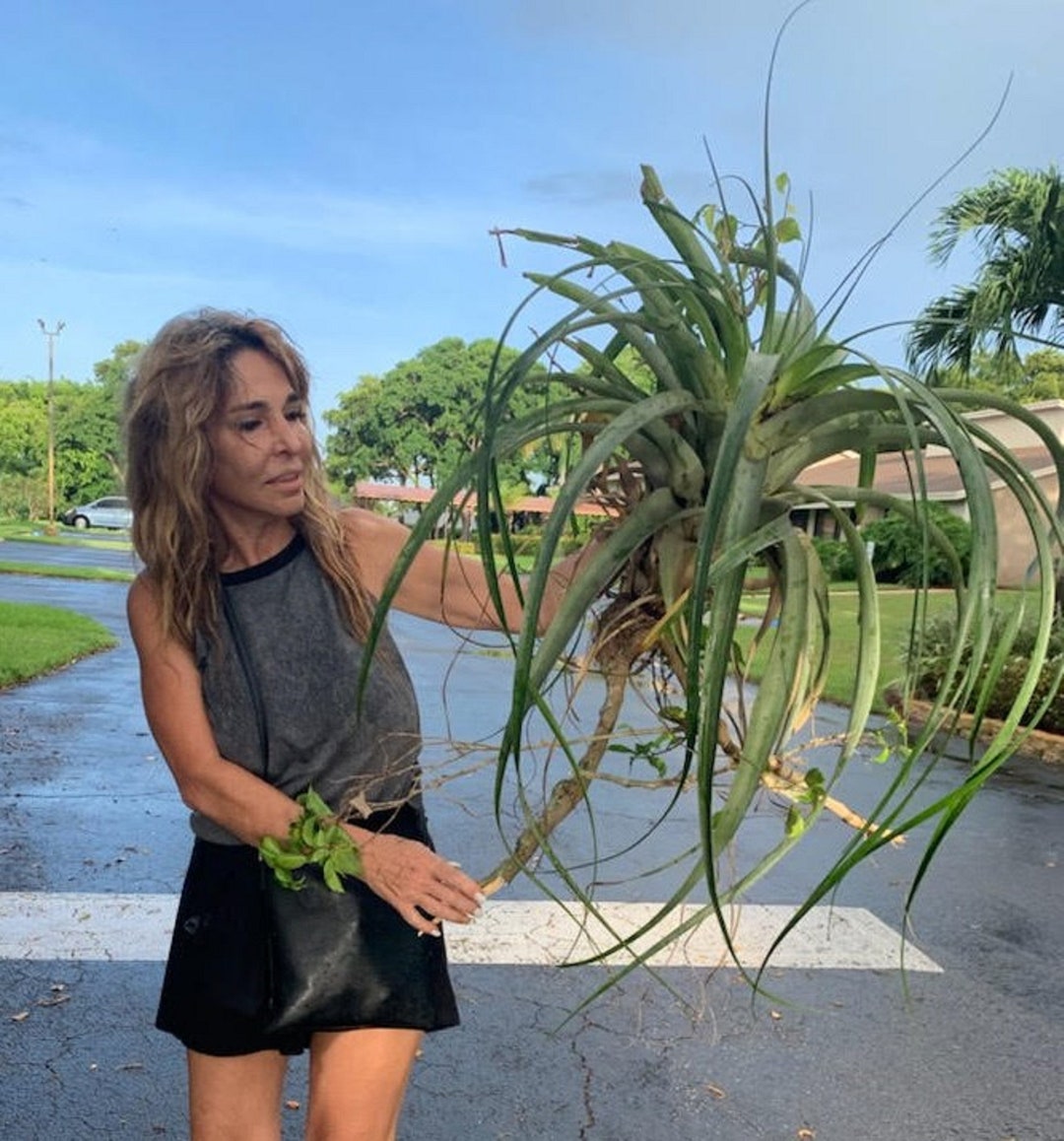 Huge Wild Air Plant, Driftwood Décor, Extralarge Air Plants. Etsy