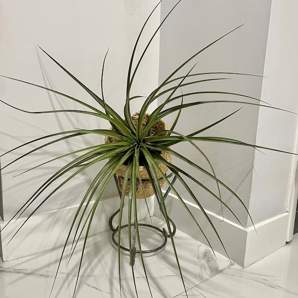 Set of 3, One Huge 33" Tillandsia air plant, plus two  7" air plant, Extra-large air plant, Driftwood decor, No soil needed