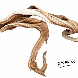 May include: A piece of driftwood with a twisted, organic shape featuring layered textures in shades of light tan, medium brown, and cream. The wood grain is visible throughout the surface, showing natural curves and elongated, flowing lines.