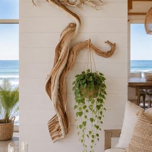 May include: A large, light-colored piece of twisted driftwood mounted on a white horizontal plank wall. A green trailing plant in a tan pot hangs from a sturdy branch of the driftwood by a thin rope, creating a natural wall-mounted display.