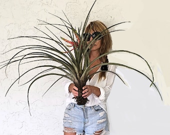 Huge 44" Tillandsia air plant, Choose size, Extra-large air plant, Driftwood decor, No soil needed