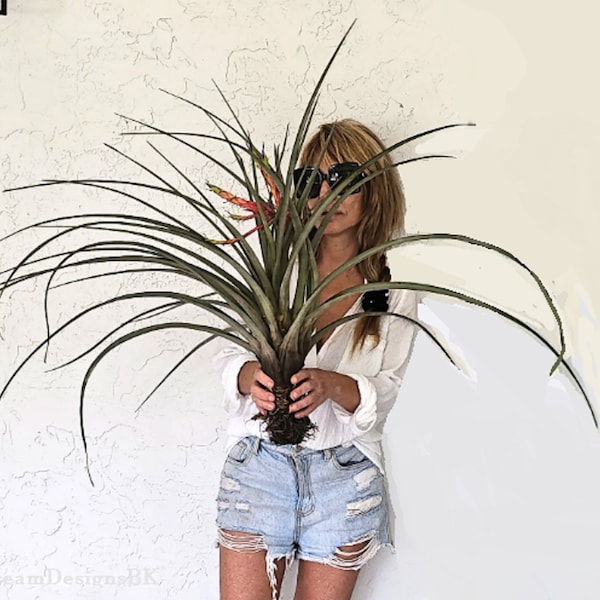 Huge 44" Tillandsia air plant, Choose size, Extra-large air plant, Driftwood decor, No soil needed