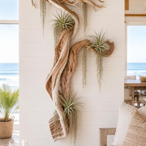May include: A large, vertical wall-mounted sculpture crafted from weathered, light-brown driftwood. The piece features three green air plants nestled within its natural crevices, with long, trailing strands of Spanish moss hanging down.