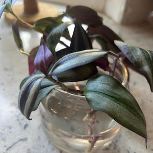 Tradescantia Zebrina Starter Plant – Wandering Dude | Rooted Cutting in Nursery Cup