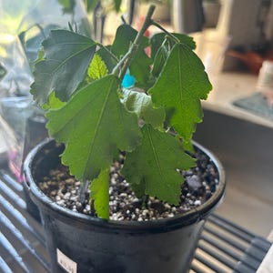 Double Pale Pink Rose of Sharon Starter Plant | Hibiscus syriacus | Hardy Perennial Shrub | Live Plant in Pot