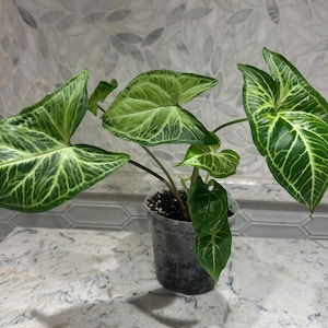 Syngonium ‘Arrowhead Vine’ – Variegated Syngonium