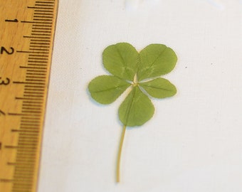 real five-leaf clover - rare - rarity - rarity - rarity