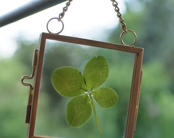Lucky charm - real four-leaf clover in the frame - ideal as a gift