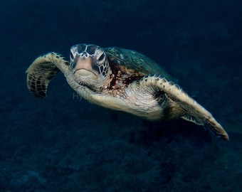 Hawaiian Sea Turtle -- Aluminum Plate -- Underwater Photography by HydroPhotic | Sea Life Photo, Ocean Art Work, Reef Life Art