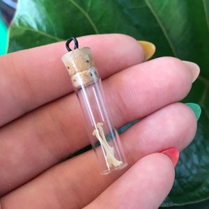 May include: A small glass vial with a cork stopper and a black metal bail. The vial contains two small, white bones.