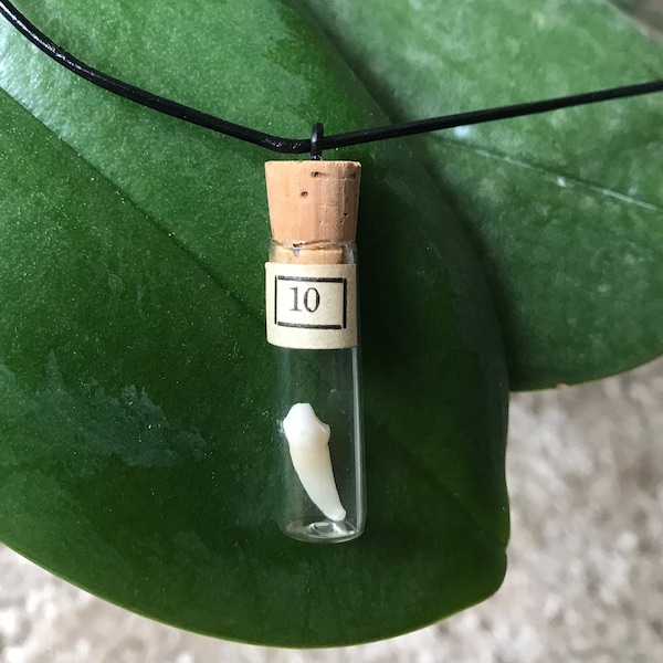 Coyote Tooth Vial Pendant