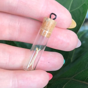 May include: A small glass vial with a cork stopper and a black metal loop. The vial contains a dried leaf and a small piece of white material.