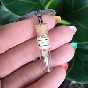 Mouse Jaw Bone Vial Pendant