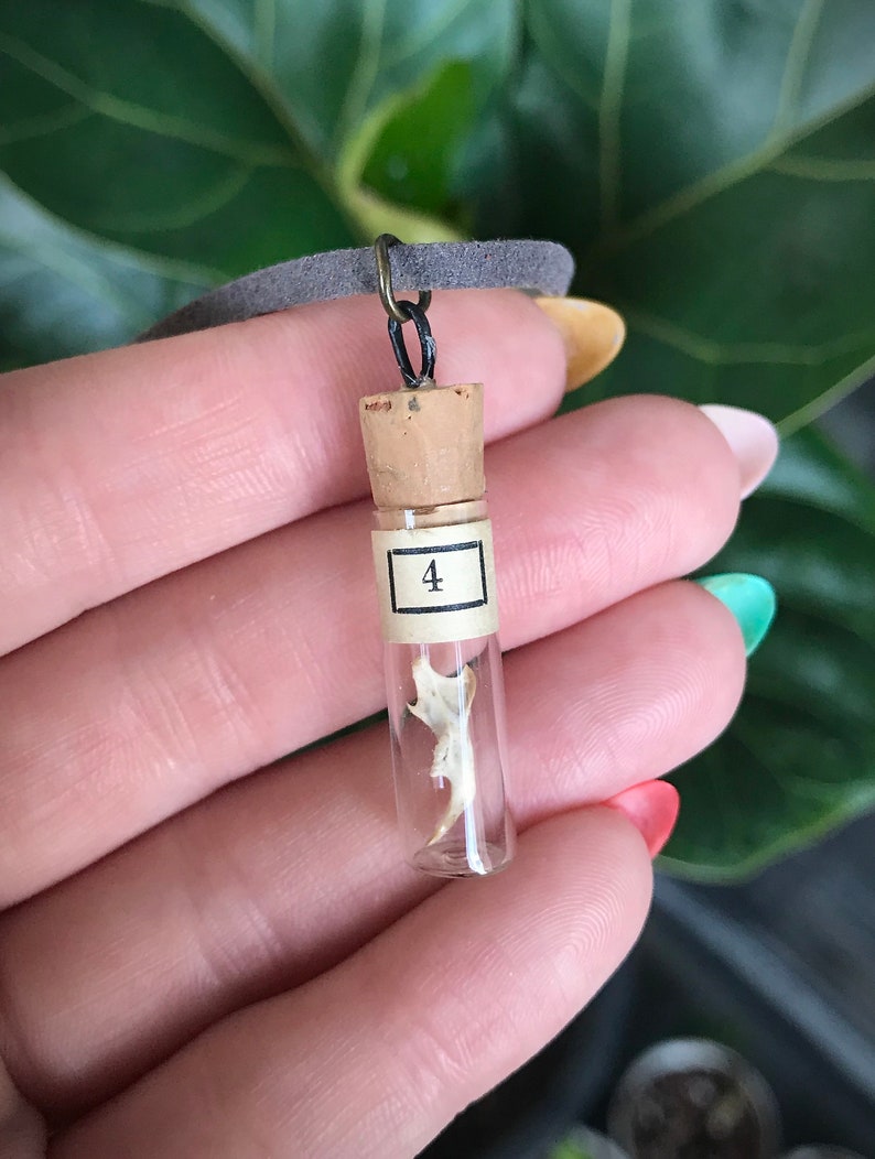 Mouse Jaw Bone Vial Choker Necklace
