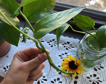 Golden pothos cutting