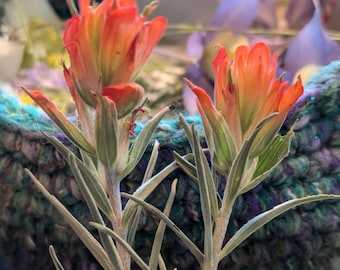 Pressed Colorado Wildflowers For Dried Floral Art, Indian Paintbrushes