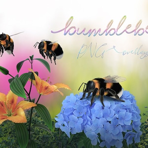 May include: Three bumblebees, one on a blue hydrangea flower, one in flight near a yellow lily, and one in flight near a pink flower. The image has the text "bumblebee PNG overlays" at the top.