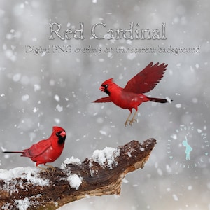 Roter Kardinal als Png-Overlay, Wintervogel Clip Art, Weihnachtsvogel auf transparentem Hintergrund. Digitaler Download.