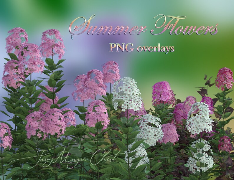Spring / Summer Flowers PNG Digital Overlays on Transparent - Etsy