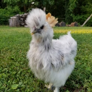 Humanely Sourced Chicken Feathers For Crafts
