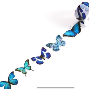 May include: A roll of blue butterfly patterned washi tape. The tape features a repeating pattern of blue butterflies with white accents.