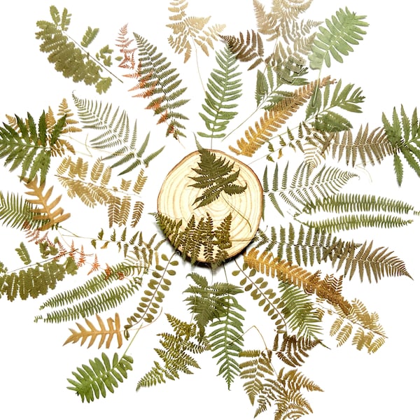 Wild fern stickers, Foilage with transparent background, 20 or 40pcs pack, Scrapbooking stationary and decor, Bullet journal supplies