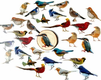30Pcs bird stickers, Jungle birds sticker pack, Exotic birds sticker set Transparent background, Scrapbooking stationary decor