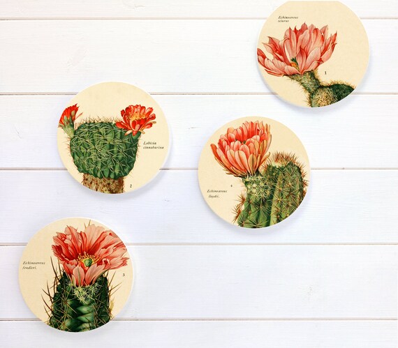 20 Perfect Gifts For Cactus Lovers Looking For Good Cactus