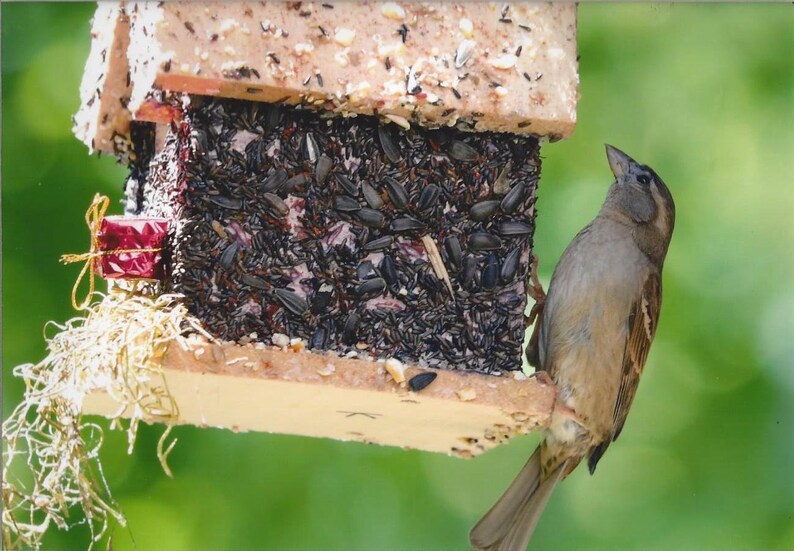 Edible Bird Home Birdseed Birdhouse Bird Seed House Etsy