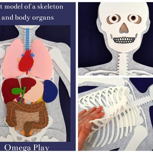 With flashcards! Human BODY/Anatomy/Skeleton Organ Felt /Best Christmas Gift/ Wonderful gift/ Montessori/My Body Science/ Human body model