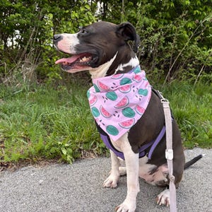 May include: A black and white dog wearing a light purple bandana with a watermelon pattern. The dog is sitting on a paved path with green grass and trees in the background. The dog is also wearing a purple harness and leash.