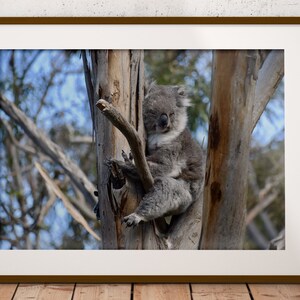 32 PCS Mignon Koala Décorations d'anniveau Koala Maroc