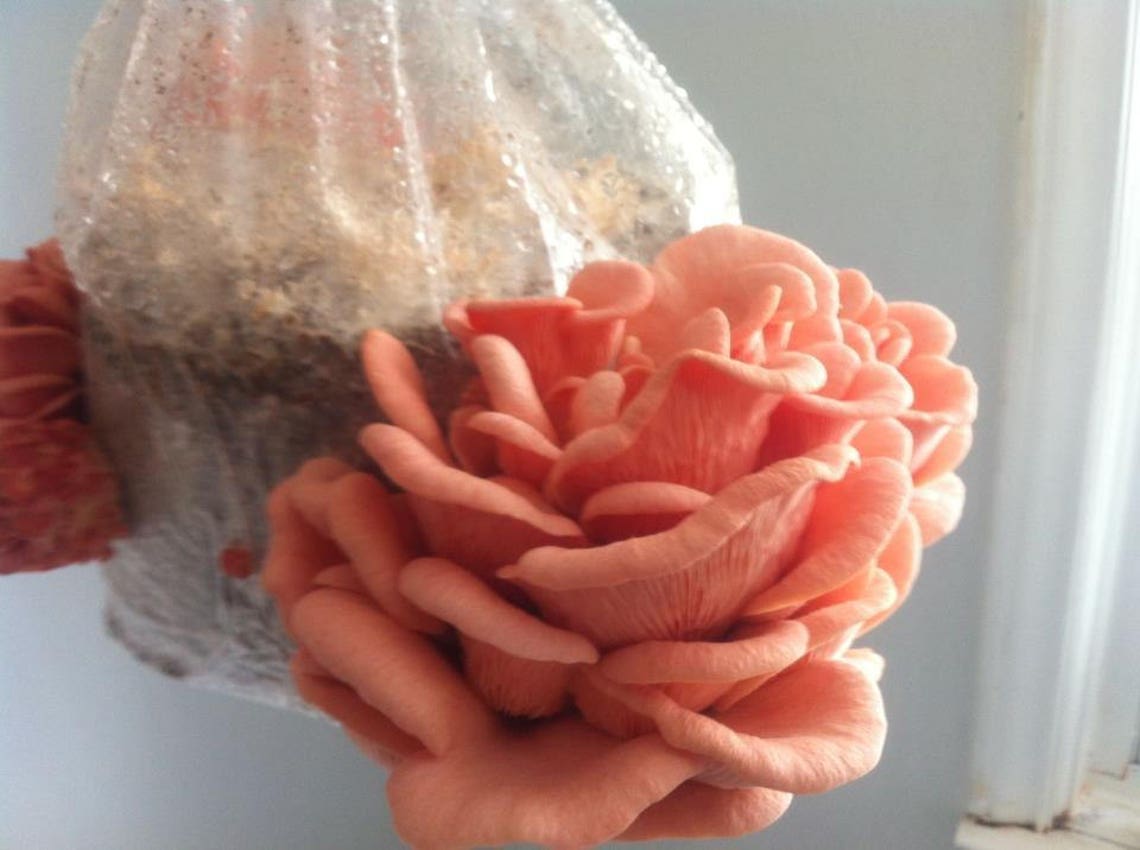 Mushroom spore and fruiting grow bags L with hepa Etsy