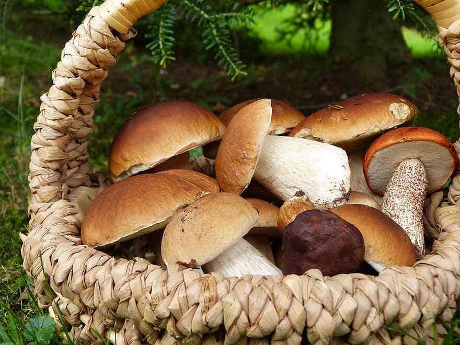 Seeds Porcini Mushroom Boletus Mycelium Spawn Dried Spores 90 Etsy