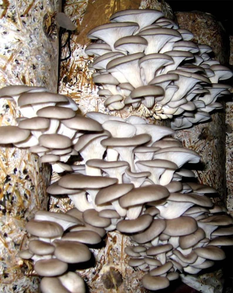 Грибные Блоки Купить В Челябинске