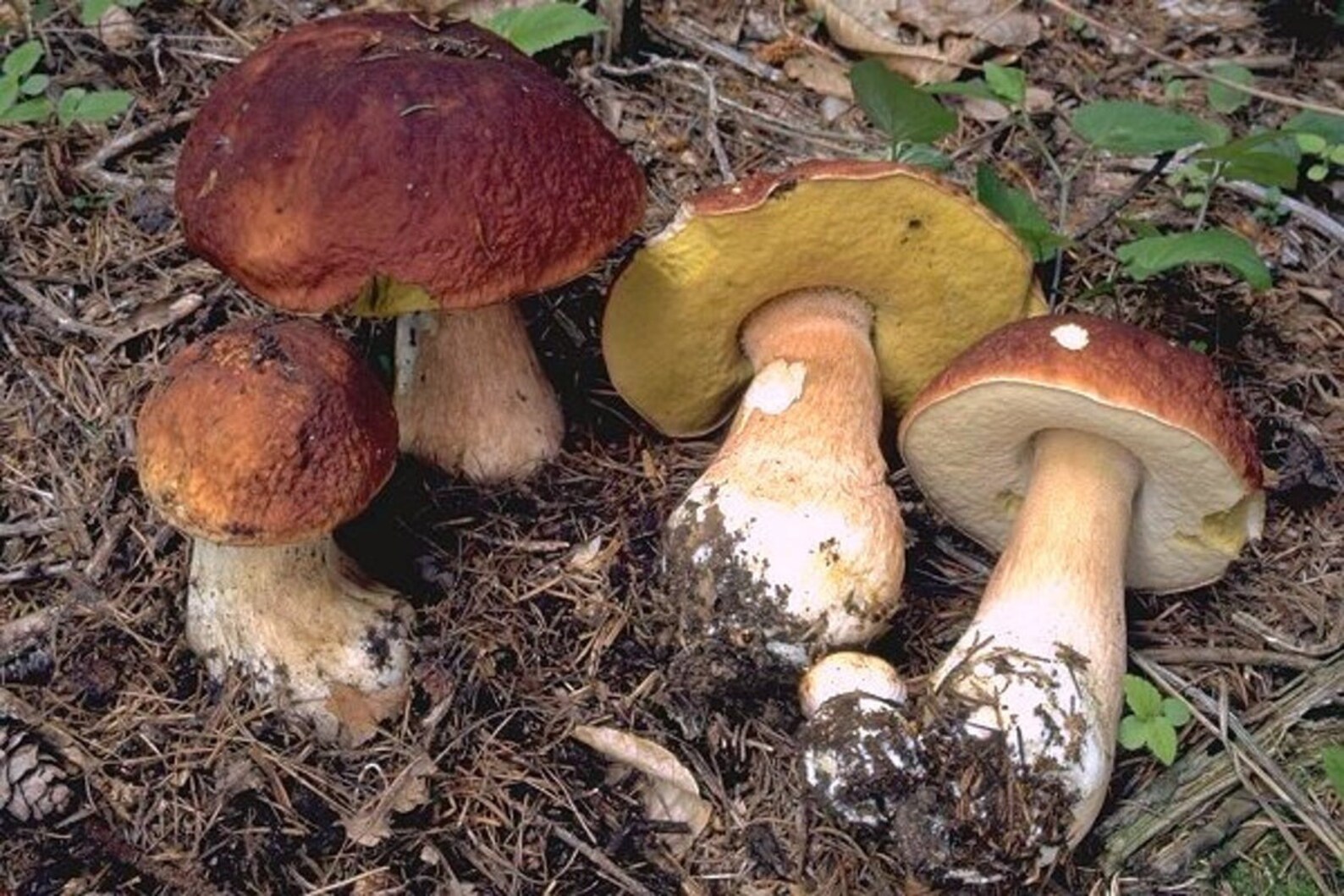 Seeds Porcini Mushroom Boletus Mycelium Spawn Dried Spores 90 Etsy