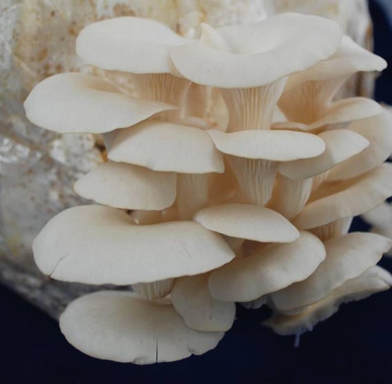 /"NEW/"OYSTER YELLOW OYSTER //SPAWN SEEDS FOR LOGS or SUPSTRATS// MUSHROOM SPAWN