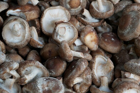 oz. BROWN-BUTTON 28gr/1 DRY SEEDS for GROWING on COFFEE GROUNDS or SUPSTRATS oz. BROWN-BUTTON 28gr/1 DRY SEEDS for GROWING on COFFEE GROUNDS or SUPSTRATS