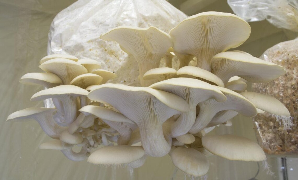 Mushroom spore and fruiting grow bags L with hepa Etsy